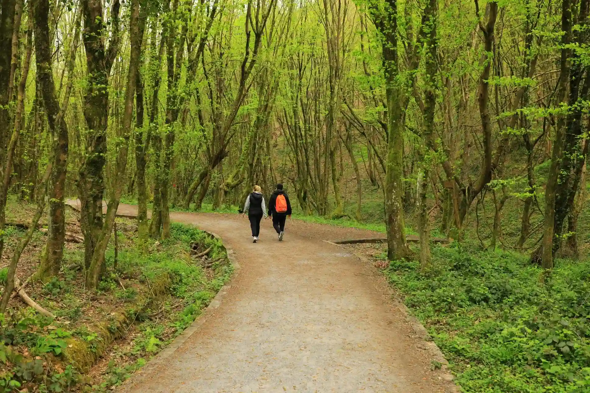 Lyme Disease